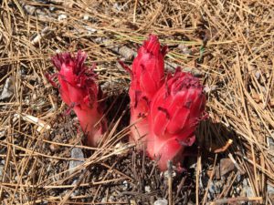 Crimson Snow Plant in the Mountains